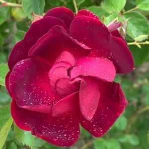 Meet your Posher, Joiebelle